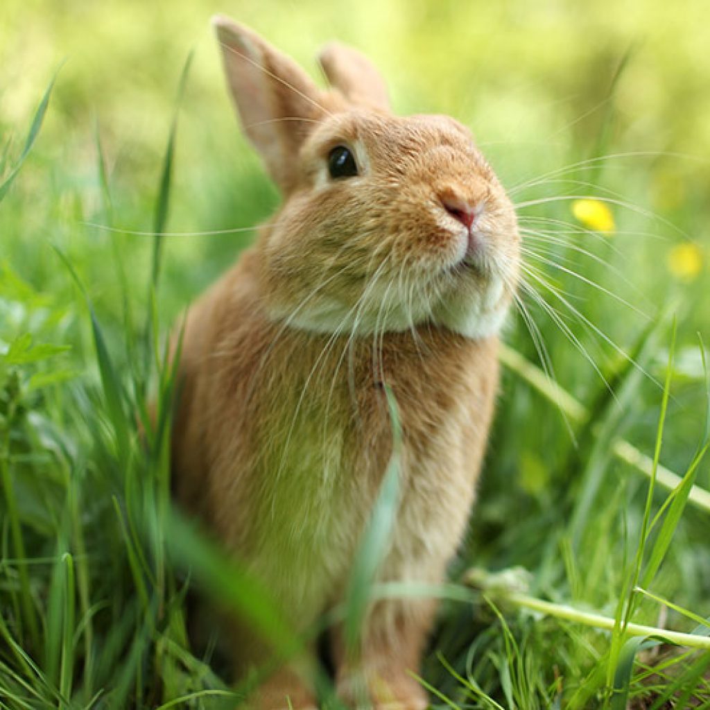 rabbit rabbit
